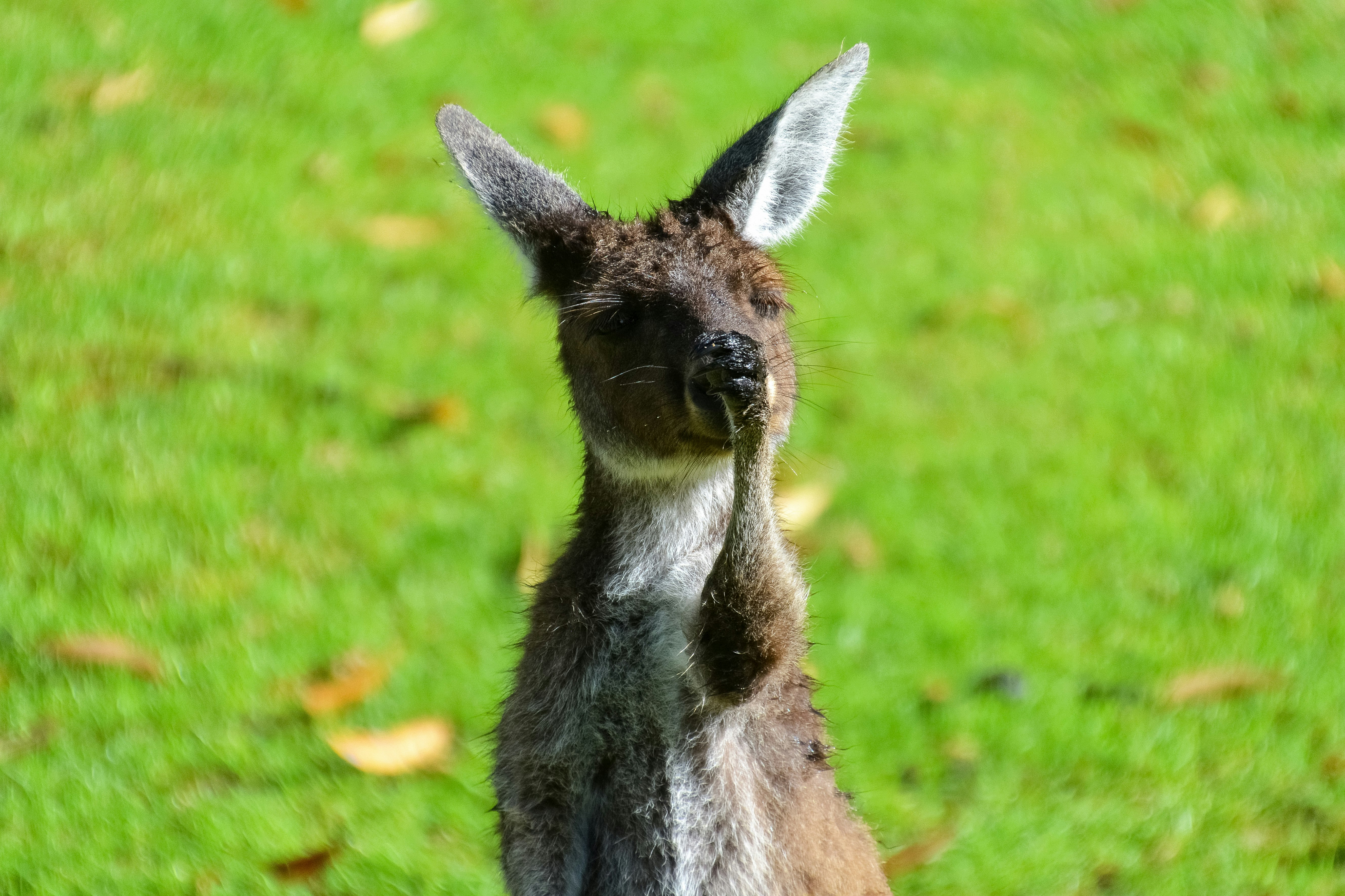 brown and white kangaroo on green grass field during daytime